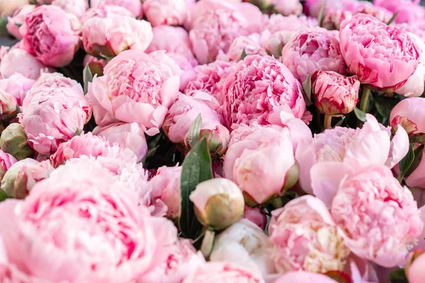 Almacén refrigerador, flores al por mayor para florerías. Peonías rosadas en un recipiente o cubo de plástico. Tienda online. Tienda floral y concepto de entrega . —  Fotos de Stock