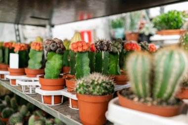 Bahçe Merkezi ve toptan Tedarikçi konsepti. Çiçek tencere birçok farklı kaktüs arabası raflarında mağaza. Saksı küçük kaktüs ve etli bitkiler satışı lot.
