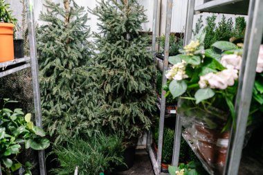 Çiçek dükkanındaki saksılarda bir sürü farklı bitki var. Bahçe merkezi ve toptancı konsepti. Yeşil arka plan. Bir sürü yaprak.