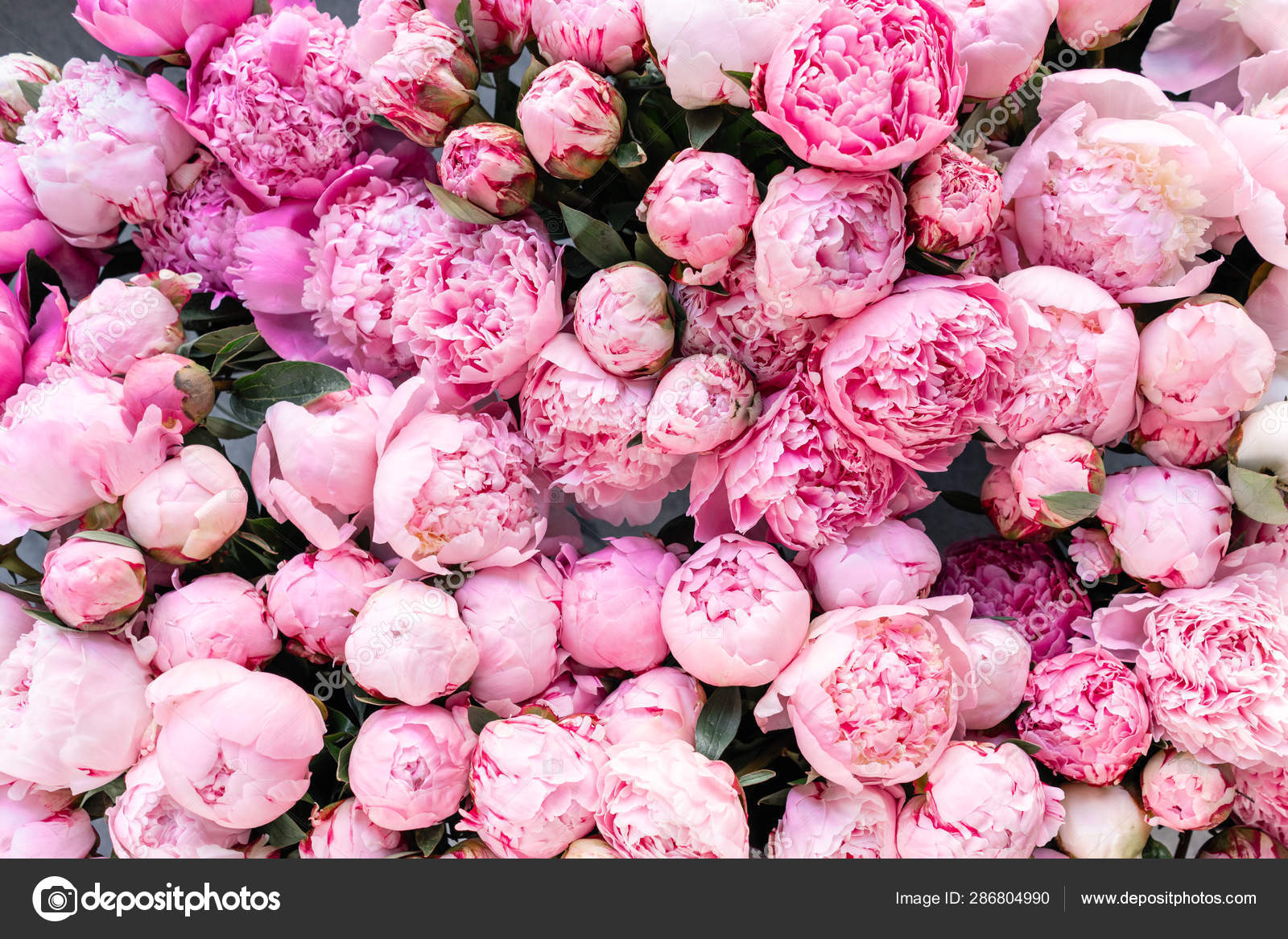Floral carpet or Wallpaper. Background of pink peonies. Morning light in the room. Beautiful peony flower for catalog or online store. Floral shop and delivery concept . Stock Photo by ©MalkovKosta 286804990 Floral carpet or Wallpaper. Background of pink peonies. Morning light in the room. Beautiful peony flower for catalog or online store. Floral shop and delivery concept . Stock Photo by ©MalkovKosta 286804990