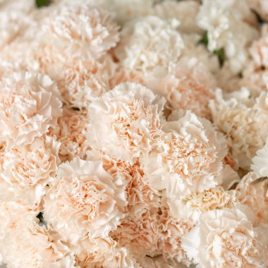 Kapalı karanfil çiçekleri beyaz soluk pembe renk. Bahar arka planı. Anneler Günü için karanfil sürüsü.