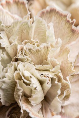 Bej boyalı Karanfil, çiçek arka plan yaprakları. Dianthus karyophyllus. Bahar çiçek deseni