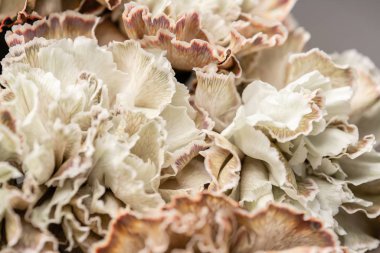 Bej boyalı Karanfil, çiçek arka plan yaprakları. Dianthus karyophyllus. Bahar çiçek deseni