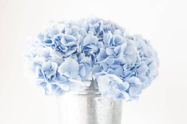 Masadaki vazoda duran ortanca çiçekleri. Açık mavi bir buket. Evin dekorasyonu. Duvar kağıdı ve arkaplan.