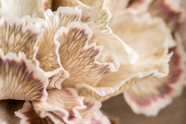 Bej boyalı Karanfil, çiçek arka plan yaprağı kadar yakın. Dianthus karyophyllus. Bahar çiçek deseni