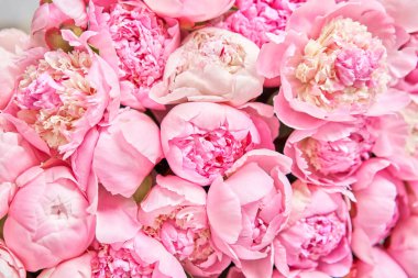 Metal vazoda pembe melek yanakları şakayıklar. Katalog ya da internet mağazası için güzel şakayık çiçekleri. Çiçek dükkanı konsepti. Taze kesilmiş güzel bir buket. Çiçek teslimatı