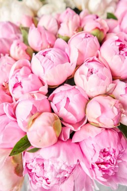 Çiçekli halı ya da duvar kağıdı. Pembe ve beyaz şakayıkların arka planı. Sabah ışığı odada. Katalog ya da internet mağazası için güzel şakayık çiçekleri. Çiçek dükkanı ve teslimat konsepti .