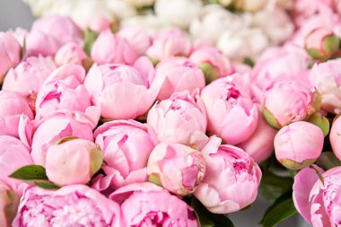 Çiçekli halı ya da duvar kağıdı. Pembe ve beyaz şakayıkların arka planı. Sabah ışığı odada. Katalog ya da internet mağazası için güzel şakayık çiçekleri. Çiçek dükkanı ve teslimat konsepti .