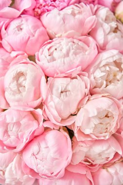 Çiçekli halı ya da duvar kağıdı. Katalog ya da online mağaza için güzel pembe şakayık çiçeği. Çiçek dükkanı konsepti. Taze kesilmiş güzel bir buket. Çiçek teslimatı