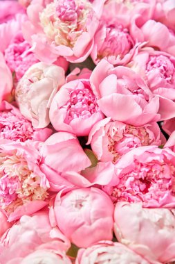 Çiçekli halı ya da duvar kağıdı. Katalog ya da online mağaza için güzel pembe şakayık çiçeği. Çiçek dükkanı konsepti. Taze kesilmiş güzel bir buket. Çiçek teslimatı