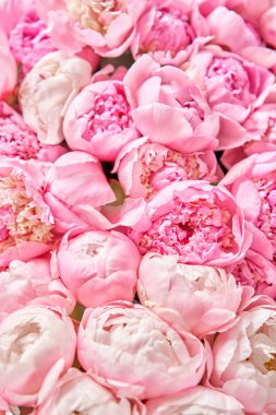 Çiçekli halı ya da duvar kağıdı. Katalog ya da online mağaza için güzel pembe şakayık çiçeği. Çiçek dükkanı konsepti. Taze kesilmiş güzel bir buket. Çiçek teslimatı