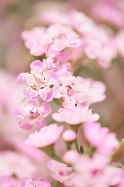 粉红的钙很接近了。灰色背景的蜡花，复制空间。花店花商的作品。新鲜切花. — 图库照片