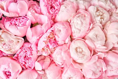 Çiçekli halı ya da duvar kağıdı. Katalog ya da online mağaza için güzel pembe şakayık çiçeği. Çiçek dükkanı konsepti. Taze kesilmiş güzel bir buket. Çiçek teslimatı