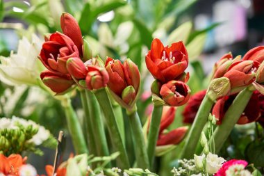 Kırmızı Amaryllis 'li vazolar, çiçekçi dükkanı. Güzel bahar buketleri. - Evet. Küçük bir aile şirketi. Çiçekçilik. Boşluğu kopyala