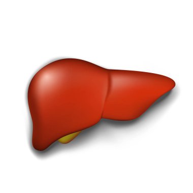 Beyaz izole sağlıklı insan karaciğer, vektör çizim,