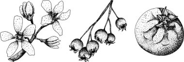 Serviceberry, saskatoon kümeleri, çiçekler ve tek dutlu çizimler. Doğa ve gıda tasarımı için mükemmel. Vektör illüstrasyonu