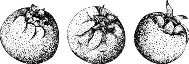 Serviceberry, saskatoon kümeleri, çiçekler ve tek dutlu çizimler. Doğa ve gıda tasarımı için mükemmel. Vektör illüstrasyonu