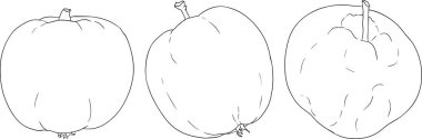Line apples, perfect for educational or botanical designs. High quality illustration, coloring pages. . Vector illustration