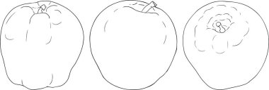 Line apples, perfect for educational or botanical designs. High quality illustration, coloring pages. . Vector illustration