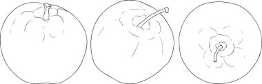 Line apples, perfect for educational or botanical designs. High quality illustration, coloring pages. . Vector illustration