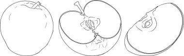 Line apples, perfect for educational or botanical designs. High quality illustration, coloring pages. . Vector illustration