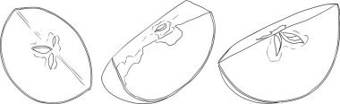 Line apples, perfect for educational or botanical designs. High quality illustration, coloring pages. . Vector illustration
