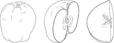 Line apples, perfect for educational or botanical designs. High quality illustration, coloring pages. . Vector illustration