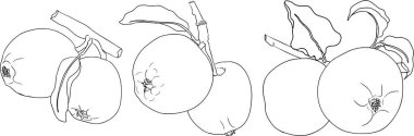 Line apples, perfect for educational or botanical designs. High quality illustration, coloring pages. . Vector illustration