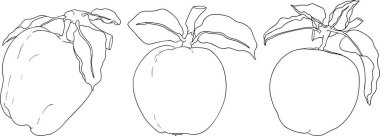 Line apples, perfect for educational or botanical designs. High quality illustration, coloring pages. . Vector illustration