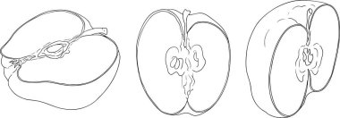 Line apples, perfect for educational or botanical designs. High quality illustration, coloring pages. . Vector illustration