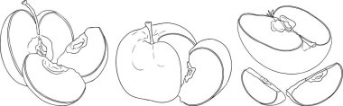 Line apples, perfect for educational or botanical designs. High quality illustration, coloring pages. . Vector illustration