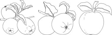 Line apples, perfect for educational or botanical designs. High quality illustration, coloring pages. . Vector illustration