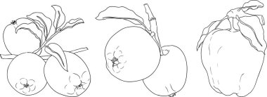 Line apples, perfect for educational or botanical designs. High quality illustration, coloring pages. . Vector illustration