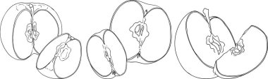 Line apples, perfect for educational or botanical designs. High quality illustration, coloring pages. . Vector illustration
