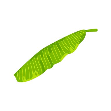 Tropikal muz yaprağı vektör illüstrasyon. Beyaz arka planda yalıtılmış tasarım öğesi. Düz tarzı orman tesisi.