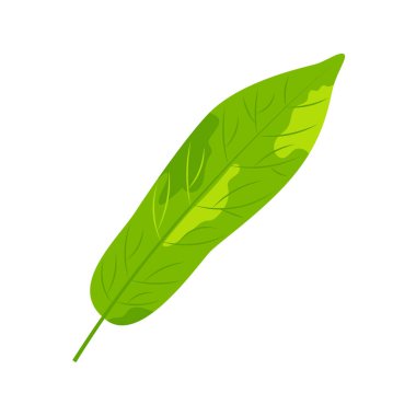 Tropikal egzotik yaprak vektör illüstrasyon. Beyaz arka planda yalıtılmış tasarım öğesi. Düz tarzı orman tesisi.