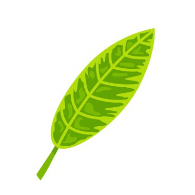 Tropikal egzotik yaprak vektör illüstrasyon. Beyaz arka planda yalıtılmış tasarım öğesi. Düz tarzı orman tesisi.