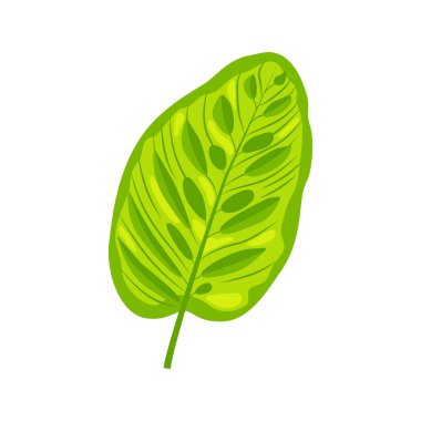 Tropikal egzotik yaprak vektör illüstrasyon. Beyaz arka planda yalıtılmış tasarım öğesi. Düz tarzı orman tesisi.