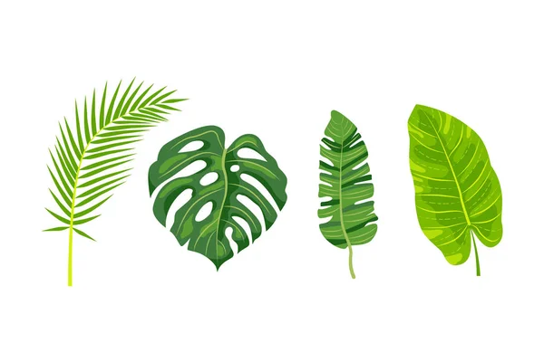 熱帯葉ベクトルイラストセット 白い背景に分離されたデザイン要素 フラットスタイルのジャングル植物 — ストックベクタ