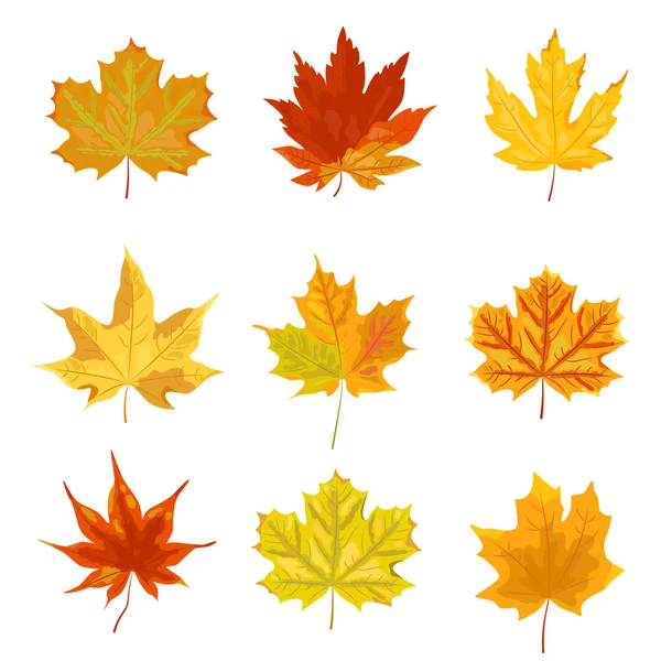 Helle Herbstblätter Setzen Ein Vektor Illustration Isoliert Auf Weißem Hintergrund — Stockvektor