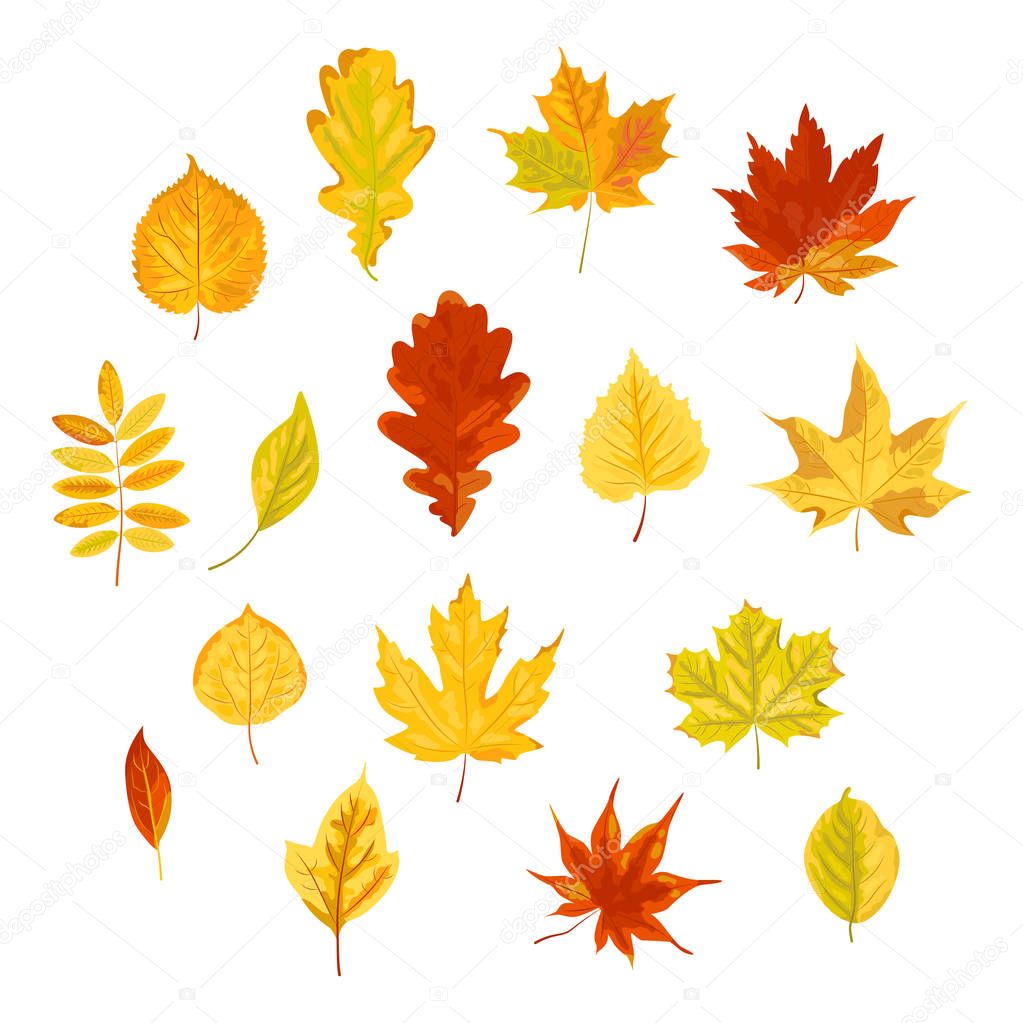 Bright autumn leaves set. Vector illustration isolated on white background. Flat style design.