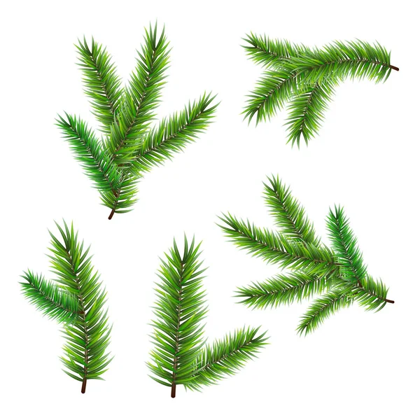 针叶树枝设置矢量插图 新年快乐和圣诞快乐设计的元素 在白色背景上隔离 — 图库矢量图片