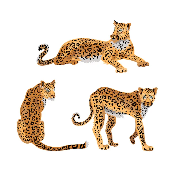 Leopard Vildkatt Set För Mönster Design Shirt Print Klistermärke Vektor — Stock vektor