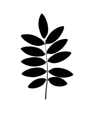 Rowan yaprağı silueti. Vektör çizimi. Tasarım ögesi beyaz arkaplanda izole edildi.