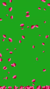 Gül yapraklarının güzel animasyonu dikey arkaplana yavaşça düşüyor.