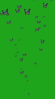 Yeşil ekran arka planında pürüzsüz animasyon ile uçan ve yayılan renkli kelebekler, örtüşmeler, düğün videoları, doğa temaları ve yaratıcı projeler için idealdir.