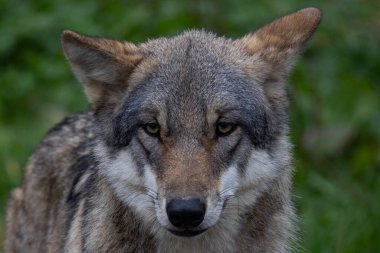 Meraklı gri kurt ormanda sinsice dolaşıyor.