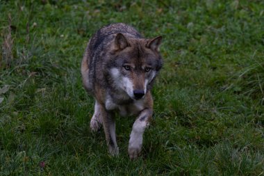Meraklı gri kurt ormanda sinsice dolaşıyor.