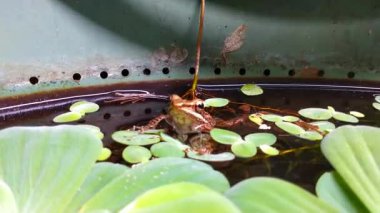 Küçük bir kurbağa göletteki su bitkilerinin yaprakları arasında yüzüyor. Çevresel yaşam, çocuk eğitimi içeriği ve biyolojik çeşitlilik kampanyası görüntüleri