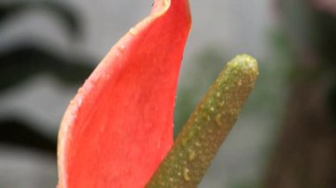 Water droplets fall on Anthurium during rainy days at outdoor garden patio. Hobbies and leisure concept campaign, natural and biodiversity concept.